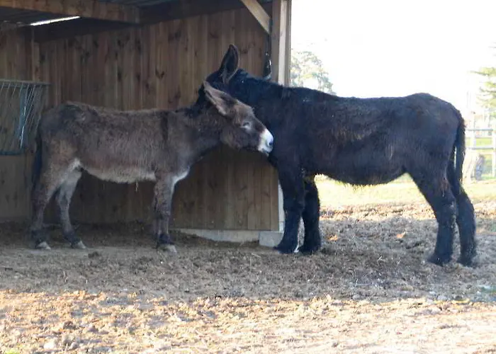 Du Cygne 2* Beauvais